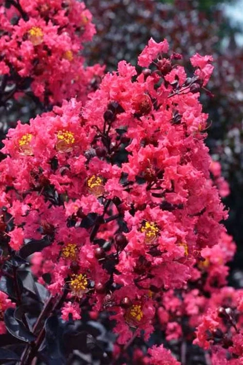 Midnight Magic Crape Myrtle (Multi Trunk) - 7 Gallon Pot 9 Midnight Magic Crape Myrtle (Multi Trunk) - 7 Gallon Pot - Image 7