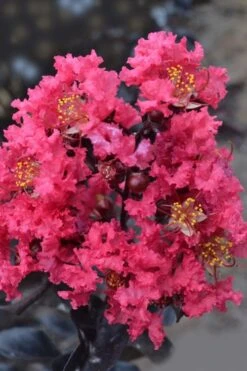 Midnight Magic Crape Myrtle (Multi Trunk) - 7 Gallon Pot 12 Midnight Magic Crape Myrtle (Multi Trunk) - 7 Gallon Pot -Flowers World Shop lagerstroemia midnight magic crape myrtle 12