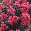 Midnight Magic Crape Myrtle (Multi Trunk) - 7 Gallon Pot -Flowers World Shop lagerstroemia midnight magic crape myrtle 15