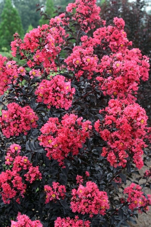 Midnight Magic Crape Myrtle (Multi Trunk) - 7 Gallon Pot 3 Midnight Magic Crape Myrtle (Multi Trunk) - 7 Gallon Pot