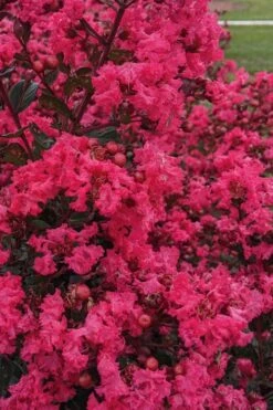 My Fair Myrtle Crape Myrtle (Lagerstroemia) - 3 Gallon Pot -Flowers World Shop lagerstroemia my fair myrtle crape myrtle 3