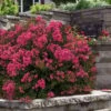 My Fair Myrtle Crape Myrtle (Lagerstroemia) - 3 Gallon Pot 1 My Fair Myrtle Crape Myrtle (Lagerstroemia) - 3 Gallon Pot -Flowers World Shop lagerstroemia my fair myrtle crape myrtle 5