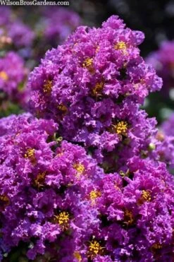 Purple Magic Crape Myrtle Tree (Multi Trunk) - 7 Gallon Pot -Flowers World Shop lagerstroemia purple magic crape myrtle single trunk tree 5 1