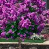 Purple Magic Crape Myrtle Tree (Single Trunk) - 7 Gallon Pot (6-7') -Flowers World Shop lagerstroemia purple magic crape myrtle single trunk tree 7