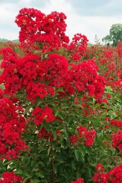 Ruffled Red Magic Crape Myrtle - 3 Gallon Pot -Flowers World Shop lagerstroemia ruffled red magic crape myrtle 10