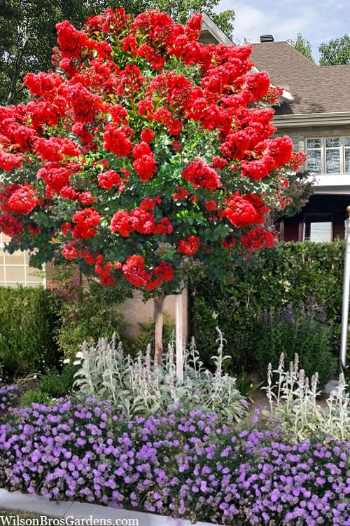Ruffled Red Magic Crape Myrtle Tree (Single Trunk) - 7 Gallon Pot (5-6') 3 Ruffled Red Magic Crape Myrtle Tree (Single Trunk) - 7 Gallon Pot (5-6')