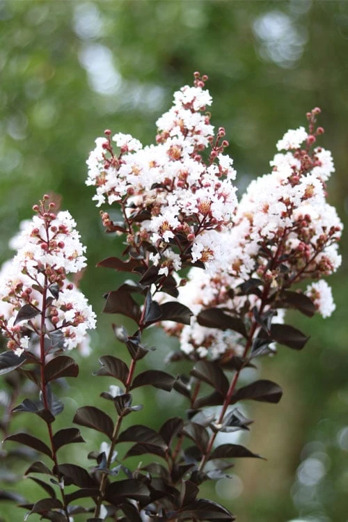Thunderstruck White Lightning Crape Myrtle - 6 Pack Of 1 Gallon Pots 7 Thunderstruck White Lightning Crape Myrtle - 6 Pack Of 1 Gallon Pots - Image 5