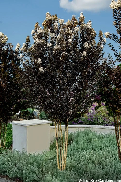 Thunderstruck White Lightning Crape Myrtle - 1 Gallon Pot 6 Thunderstruck White Lightning Crape Myrtle - 1 Gallon Pot - Image 4