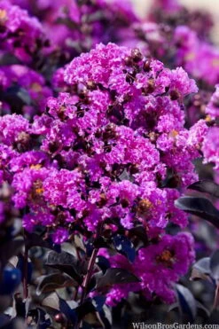 Black Diamond 'Purely Purple' Crape Myrtle - 3 Gallon Pot -Flowers World Shop lagestroemia indica purely purple black diamond crape myrtle 1 1