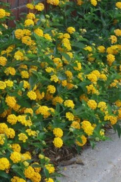 New Gold Hardy Lantana - 5 Pack Of Pint Pots 11 New Gold Hardy Lantana - 5 Pack Of Pint Pots -Flowers World Shop lantana new gold 10 1