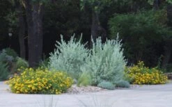 New Gold Hardy Lantana - 1 Gallon Pot -Flowers World Shop lantana new gold 11