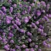 Trailing Lavender Lantana - 1 Gallon Pot -Flowers World Shop lantana trailing lavender 105 1