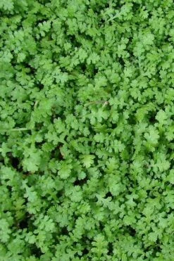 Miniature Brass Buttons Fairy Fern (Leptinella Gruveri) - 6 Pack Of Pint Pots -Flowers World Shop leptinella gruveri miniature brass buttons fairy fern 3