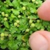 Miniature Brass Buttons Fairy Fern (Leptinella Gruveri) - 6 Pack Of Pint Pots -Flowers World Shop leptinella gruveri miniature brass buttons fairy fern 4