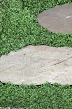 Miniature Brass Buttons Fairy Fern (Leptinella Gruveri) - 6 Pack Of Pint Pots -Flowers World Shop leptinella gruveri miniature brass buttons fairy fern 6