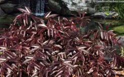 Rejoyce Coast Leucothoe (Leucothoe Axillaris) - 3 Gallon Pot -Flowers World Shop leucothoe axillaris rejoyce 10