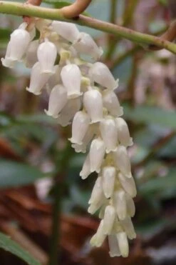 Rejoyce Coast Leucothoe (Leucothoe Axillaris) - 3 Gallon Pot -Flowers World Shop leucothoe axillaris rejoyce 11