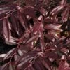 Rejoyce Coast Leucothoe (Leucothoe Axillaris) - 3 Gallon Pot -Flowers World Shop leucothoe axillaris rejoyce 2