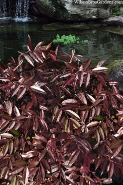 Rejoyce Coast Leucothoe (Leucothoe Axillaris) - 3 Gallon Pot -Flowers World Shop leucothoe axillaris rejoyce 3