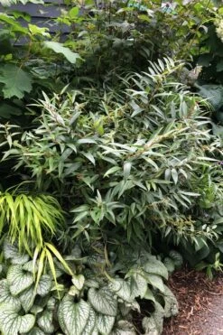 Rejoyce Coast Leucothoe (Leucothoe Axillaris) - 3 Gallon Pot -Flowers World Shop leucothoe axillaris rejoyce 7