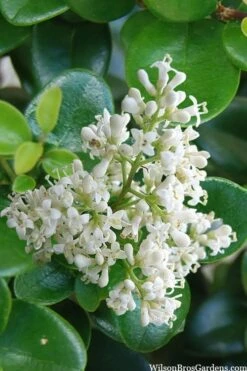 Little Moon Ligustrum - 6 Pack Of 1 Gallon Pots -Flowers World Shop ligustrum little moon 4