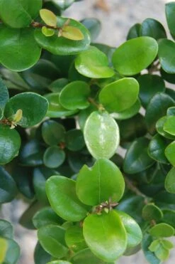 Little Moon Ligustrum - 6 Pack Of 1 Gallon Pots -Flowers World Shop ligustrum little moon 500x750 1