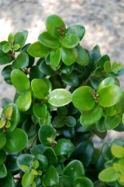 Little Moon Ligustrum - 6 Pack Of 1 Gallon Pots -Flowers World Shop ligustrum little moon privet 1