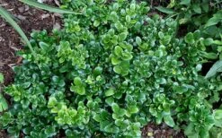 Little Moon Ligustrum - 6 Pack Of 1 Gallon Pots -Flowers World Shop ligustrum little moon privet 2