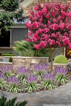 Variegated Liriope (Monkey Grass / Lilyturf) - 1 Gallon Pot 13 Variegated Liriope (Monkey Grass / Lilyturf) - 1 Gallon Pot -Flowers World Shop liriope muscari variegata variegated liriope lilyturf 2