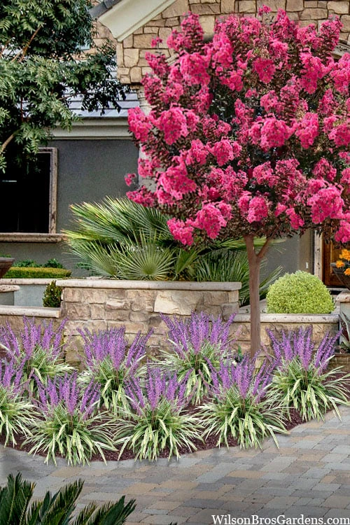 Variegated Liriope - Lilyturf - 72 Pack Of 3.5" Pint Pots 6 Variegated Liriope - Lilyturf - 72 Pack Of 3.5" Pint Pots - Image 4