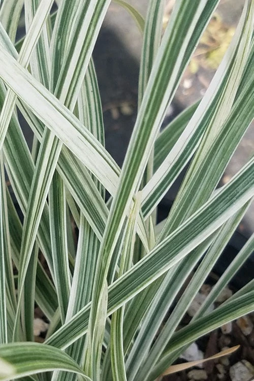 Silver Dragon Liriope - Lilyturf - 6 Pack Of Pint Pots 7 Silver Dragon Liriope - Lilyturf - 6 Pack Of Pint Pots - Image 5