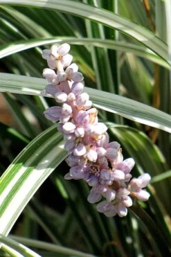 Silver Dragon Liriope - Lilyturf - 6 Pack Of Pint Pots 15 Silver Dragon Liriope - Lilyturf - 6 Pack Of Pint Pots -Flowers World Shop liriope spicata silver dragon lilyturf 102