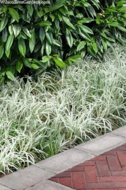Silver Dragon Liriope - Lilyturf - 6 Pack Of Pint Pots 13 Silver Dragon Liriope - Lilyturf - 6 Pack Of Pint Pots -Flowers World Shop liriope spicata silver dragon lilyturf 106