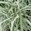 Silver Dragon Liriope - Lilyturf - 6 Pack Of Pint Pots -Flowers World Shop liriope spicata silver dragon lilyturf 107