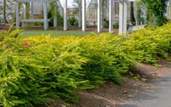 Thunderbolt Golden Box Honeysuckle - 3 Gallon Pot 13 Thunderbolt Golden Box Honeysuckle - 3 Gallon Pot -Flowers World Shop lonicera nitida thunderbolt box honeysuckle 1