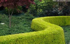 Thunderbolt Golden Box Honeysuckle - 3 Gallon Pot 12 Thunderbolt Golden Box Honeysuckle - 3 Gallon Pot -Flowers World Shop lonicera nitida thunderbolt box honeysuckle 4