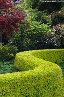 Thunderbolt Golden Box Honeysuckle - 3 Gallon Pot 11 Thunderbolt Golden Box Honeysuckle - 3 Gallon Pot -Flowers World Shop lonicera nitida thunderbolt box honeysuckle 5