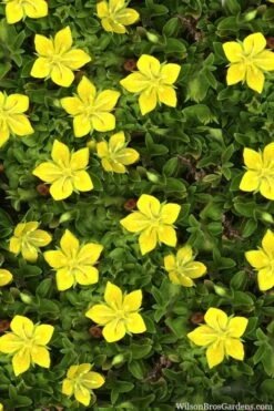 Yellow Star Creeper (Lysimachia Japonica Var. Minutissima) - 5 Pack Of Pint Pots 9 Yellow Star Creeper (Lysimachia Japonica Var. Minutissima) - 5 Pack Of Pint Pots -Flowers World Shop lysimachia japonica minutissima dwarf creeping jenny 11