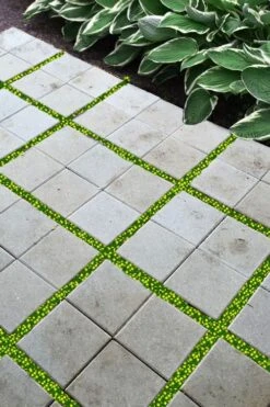 Yellow Star Creeper (Lysimachia Japonica Var. Minutissima) - 5 Pack Of Pint Pots 10 Yellow Star Creeper (Lysimachia Japonica Var. Minutissima) - 5 Pack Of Pint Pots -Flowers World Shop lysimachia japonica minutissima dwarf creeping jenny 200