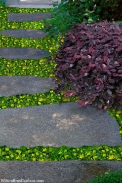 Yellow Star Creeper (Lysimachia Japonica Var. Minutissima) - 5 Pack Of Pint Pots 11 Yellow Star Creeper (Lysimachia Japonica Var. Minutissima) - 5 Pack Of Pint Pots -Flowers World Shop lysimachia japonica minutissima dwarf creeping jenny 300