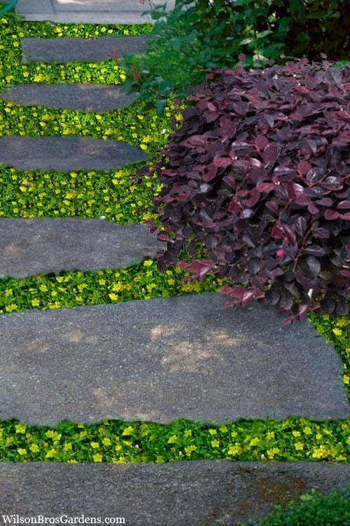 Yellow Star Creeper (Lysimachia Japonica Var. Minutissima) - 5 Pack Of Pint Pots 7 Yellow Star Creeper (Lysimachia Japonica Var. Minutissima) - 5 Pack Of Pint Pots - Image 5
