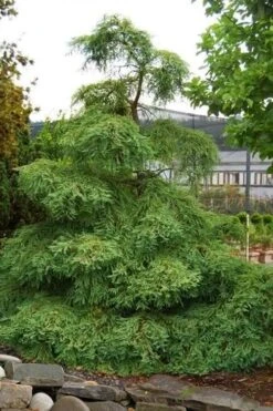 Miss Grace Weeping Dawn Redwood Tree (Metasequoia) - 3 Gallon Pot 13 Miss Grace Weeping Dawn Redwood Tree (Metasequoia) - 3 Gallon Pot -Flowers World Shop metasequoia miss grace dawn redwood tree 6 1