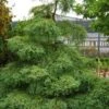 Miss Grace Weeping Dawn Redwood Tree (Metasequoia) - 3 Gallon Pot 2 Miss Grace Weeping Dawn Redwood Tree (Metasequoia) - 3 Gallon Pot -Flowers World Shop metasequoia miss grace dawn redwood tree 6