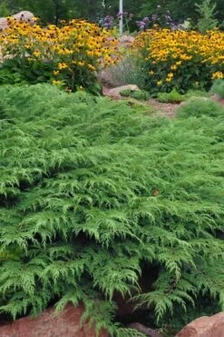 Siberian Spreading Cypress (Microbiota Decussata) - 1 Gallon Pot -Flowers World Shop microbiota decussata siberian spreading cypress 5