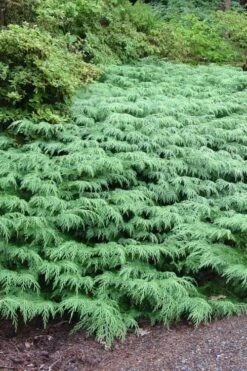 Siberian Spreading Cypress (Microbiota Decussata) - 1 Gallon Pot