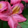 Country Cousin Pink Aromi Azalea (Rhododendron Hybrid) - 3 Gallon Pot -Flowers World Shop native azalea country cousins 4