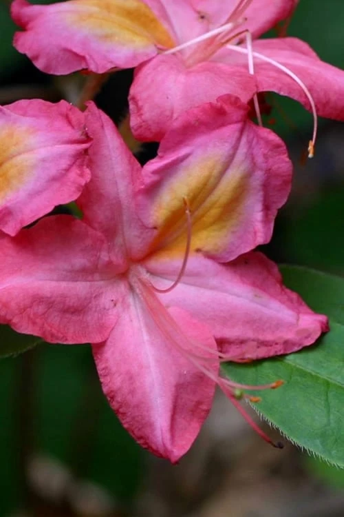Country Cousin Pink Aromi Azalea (Rhododendron Hybrid) - 3 Gallon Pot 3 Country Cousin Pink Aromi Azalea (Rhododendron Hybrid) - 3 Gallon Pot