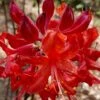 Radiant Red Aromi Azalea (Rhododendron Hybrid) - 2 Gallon Pot 2 Radiant Red Aromi Azalea (Rhododendron Hybrid) - 2 Gallon Pot -Flowers World Shop native azalea radiant red 5
