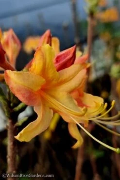 Tallulah Sunrise Native Azalea (Rhododendron) - 1 Gallon Pot -Flowers World Shop native azalea tallulah sunrise 13 thumbnail