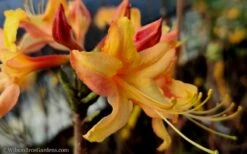 Tallulah Sunrise Native Azalea (Rhododendron) - 1 Gallon Pot -Flowers World Shop native azalea tallulah sunrise 15